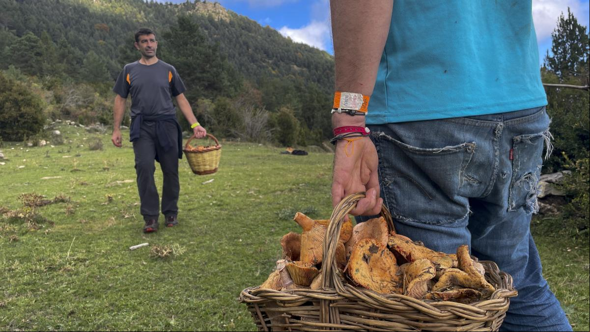 Días de setas (y domingueros)