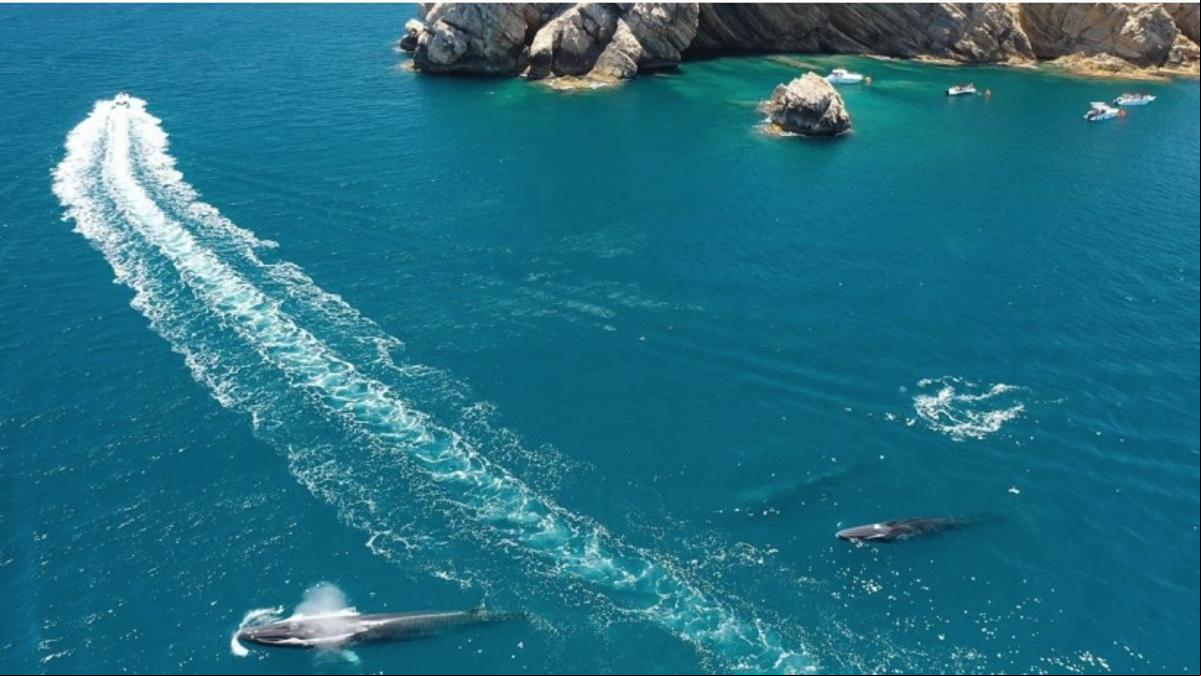 La costa de Vilanova i la Geltrú, declarada primer punto de esperanza marina de la península para la protección de las ballenas