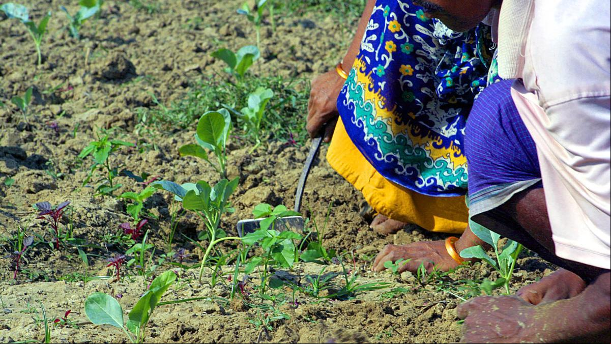 La mujer rural lidera la lucha contra la sequía