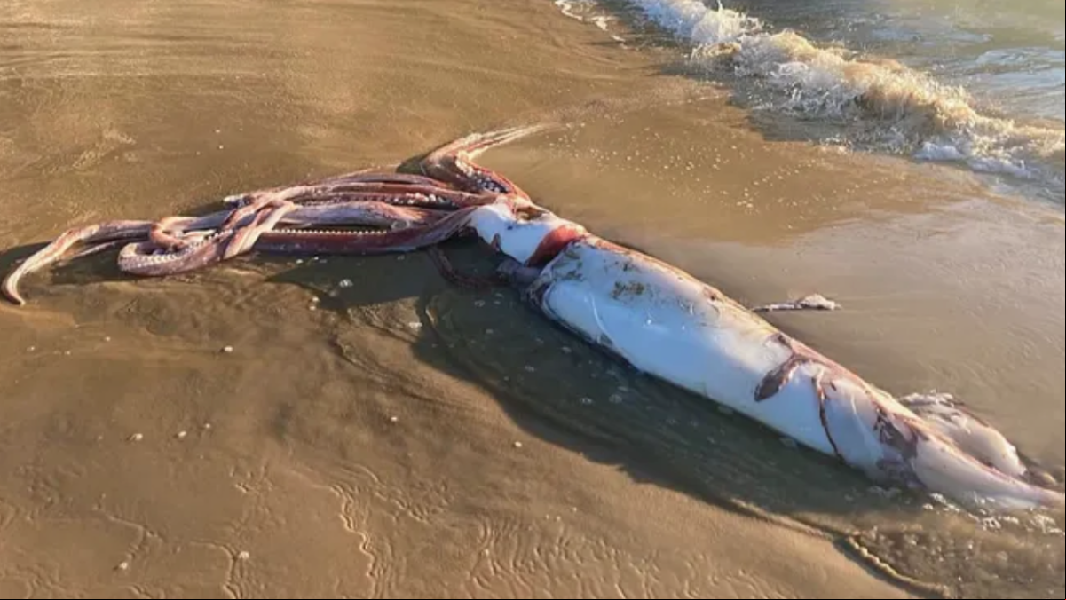 Un calamar tóxico gigante aparece muerto en una playa de Asturias