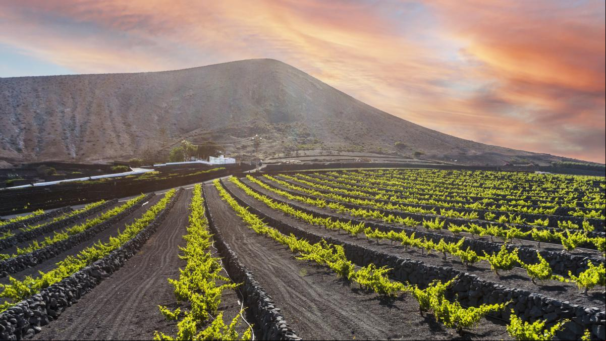 Estas son las variedades foráneas que mejor se adaptan a nuestros viñedos con el cambio climático