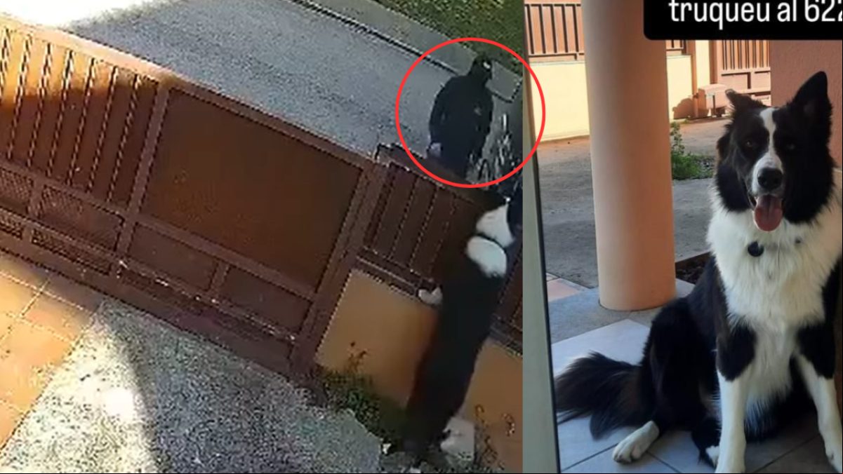 Un ladrón pillado in franganti por las cámaras de seguridad al robar un perro en un domicilio de Girona