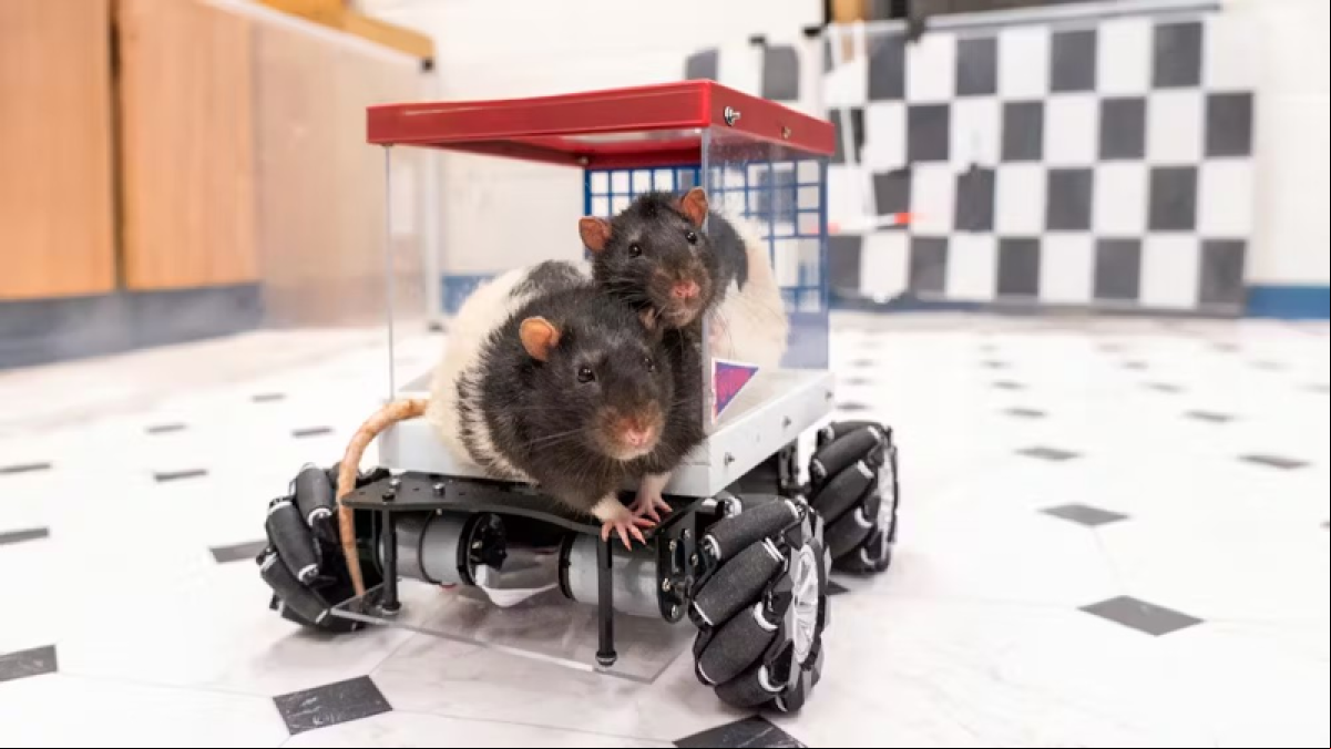 El sorprendente resultado de un experimento que consiste en enseñar a unas ratas a conducir un coche
