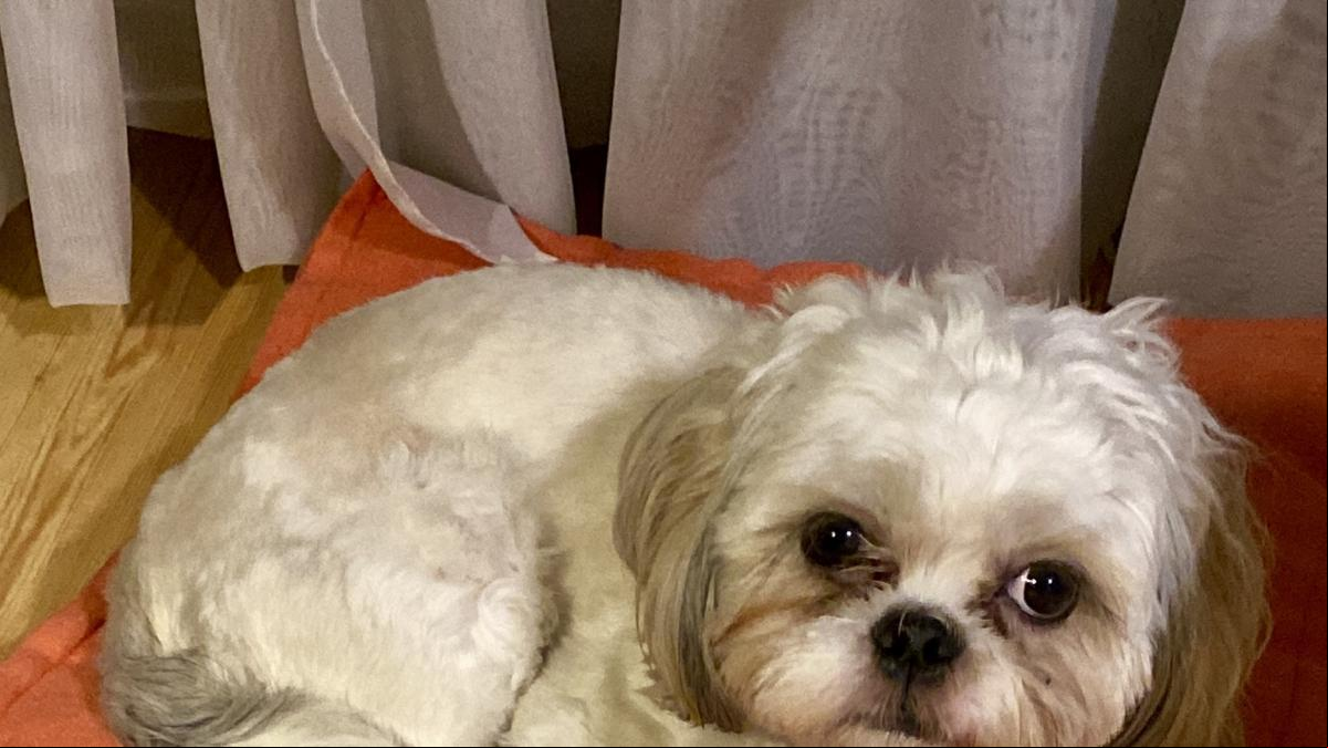 El perro que me salvó