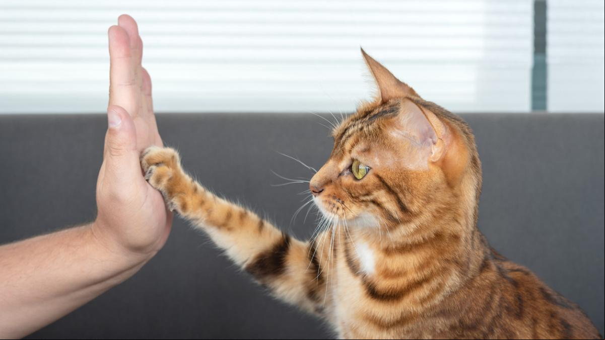 Un nuevo estudio demuestra que los gatos domésticos nos entienden mejor que los bebés gracias a un juego de asociar palabras