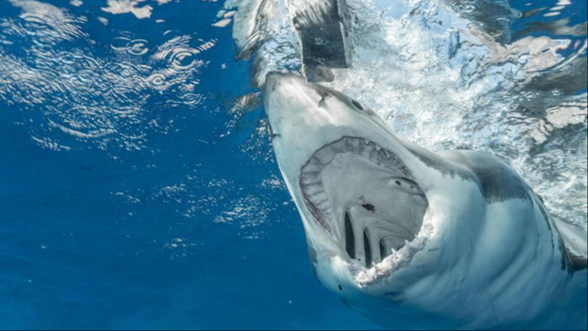 Un tiburón se traga un móvil en plena grabación y el vídeo muestra imágenes espectaculares de su interior