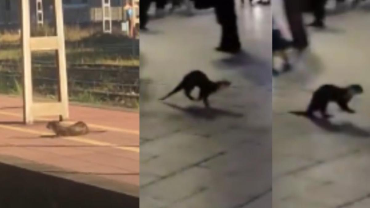 Una nutria se monta en un tren, muerde a un hombre y termina atrapada por la policía en un banco de Avilés