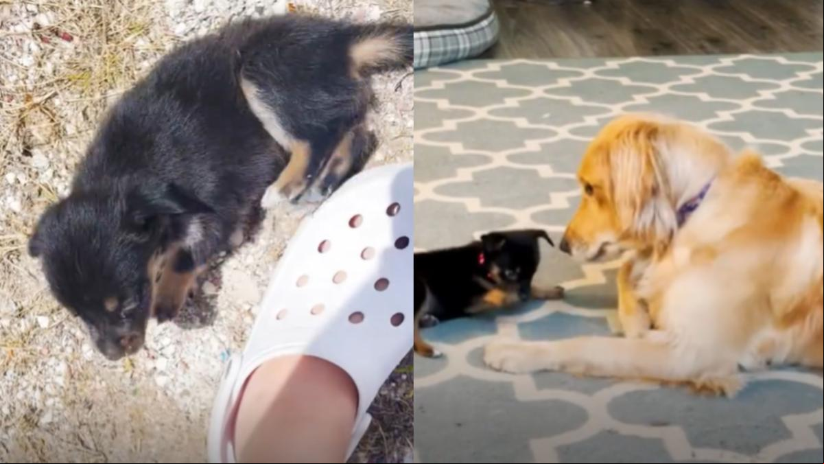 Encuentra un cachorrito abandonado y decide darle una segunda oportunidad: “La mejor familia que podía tener”