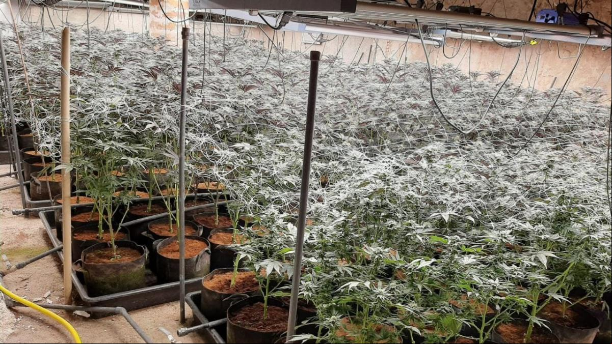 Cae una red que obligaba a trabajar en plantaciones de marihuana en Barcelona y Castellón