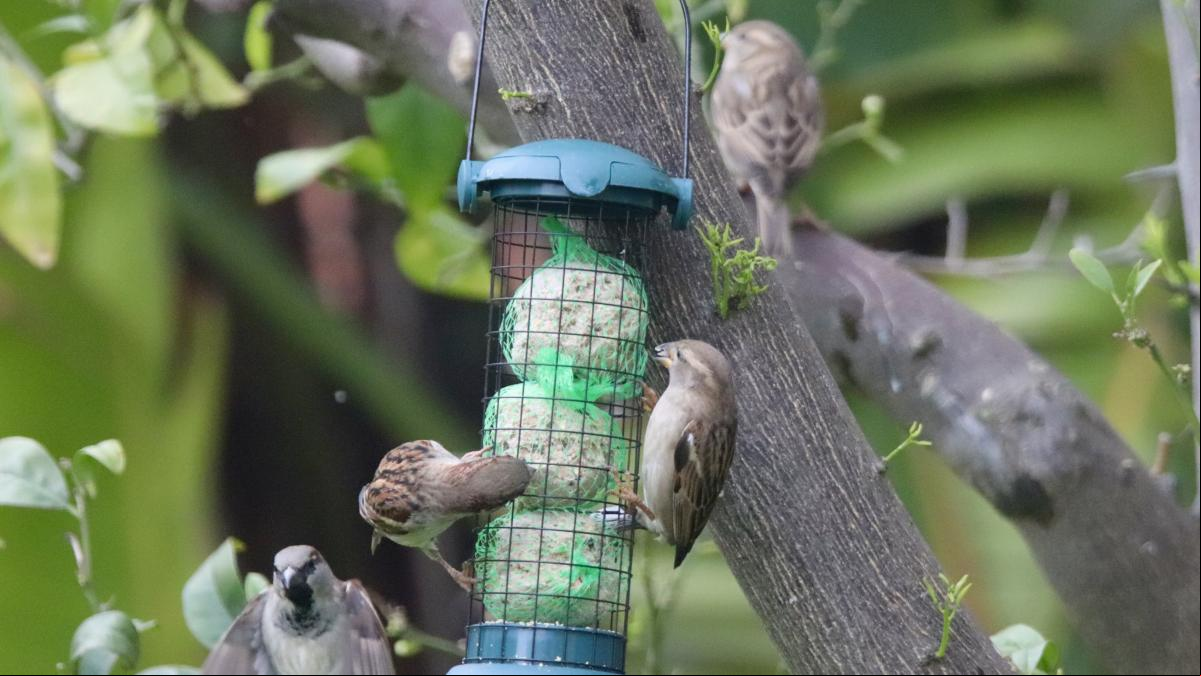 Los comederos para pájaros, arma de doble filo