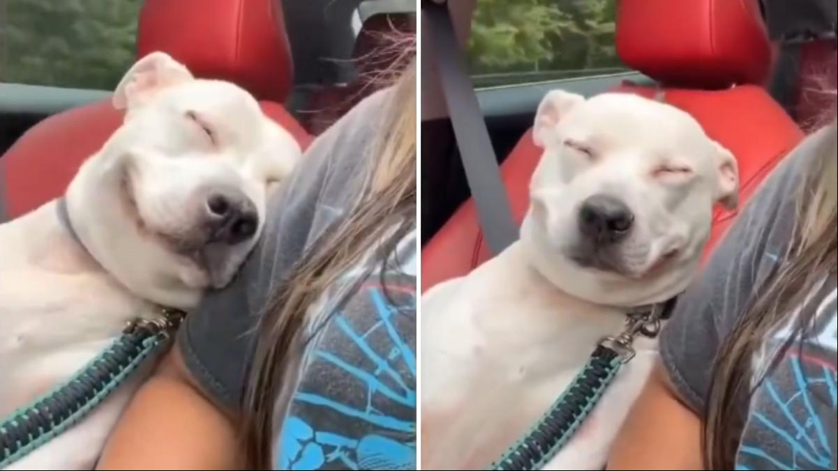 La hilarante expresión que pone un perro cuando va apoyado en el hombro de su amiga en el coche: “No puedo con esa sonrisa”