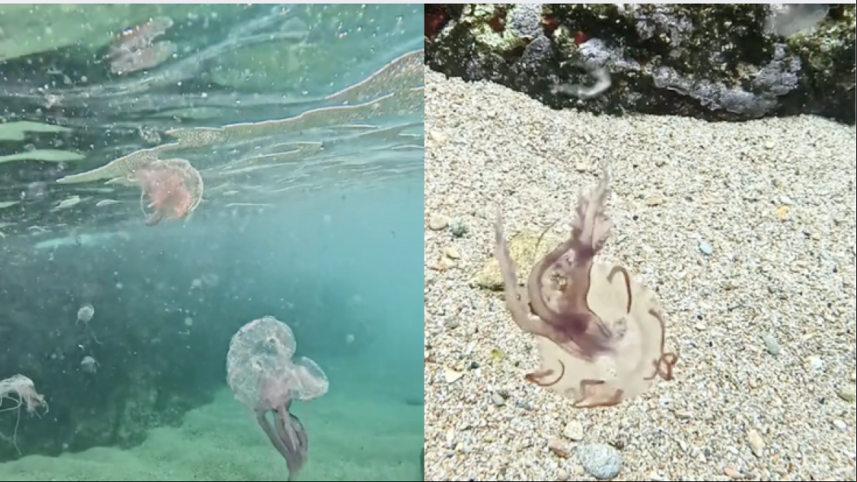 La llamativa, pero peligrosa especie de medusa que se encuentra en una inmersión: “Lo bueno es que el neopreno te protege de las picaduras”