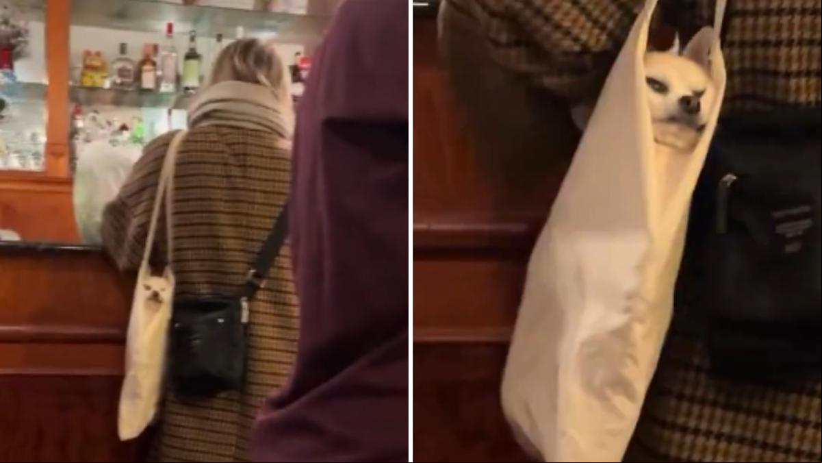 La surrealista manera que tiene una señora de esconder a su chihuahua para que pueda entrar en un local