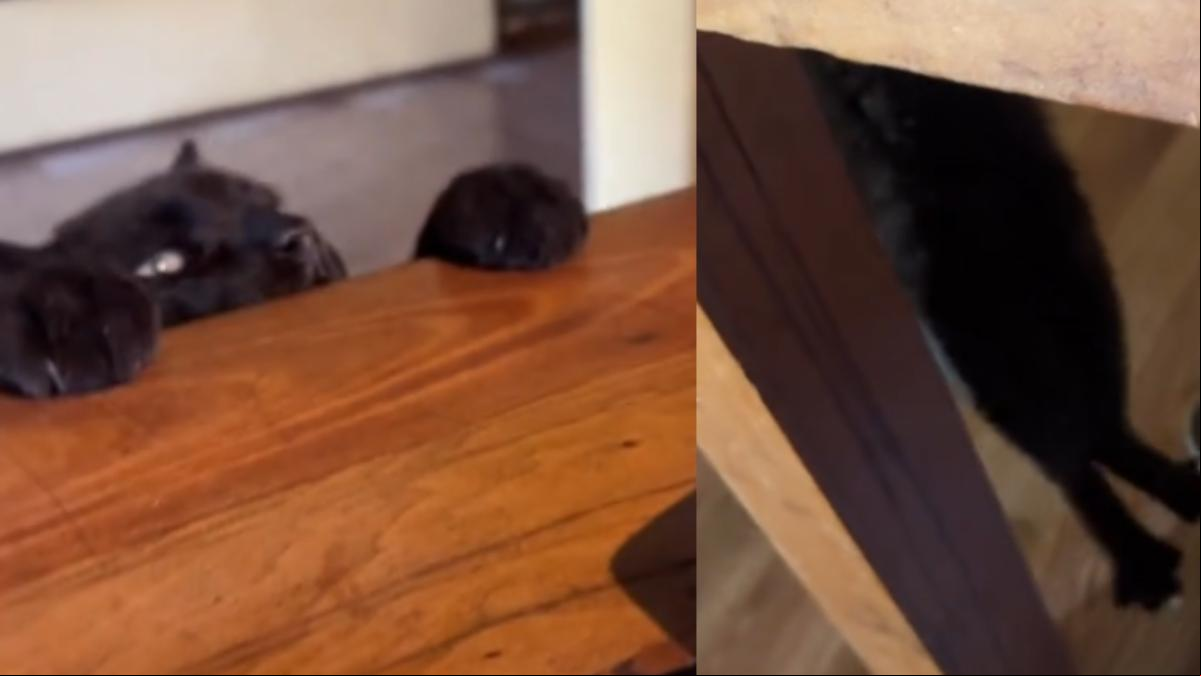 La hilarante reacción de un gato al descubrir que su dueña está comiendo pollo: “Se comporta como si nunca lo hubieran alimentado antes”