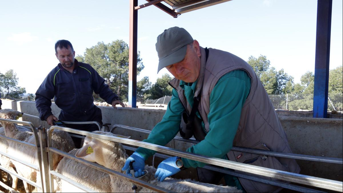 Agricultura inicia la vacunación preventiva del serotipo 3 de la lengua azul en ovino y vacuno