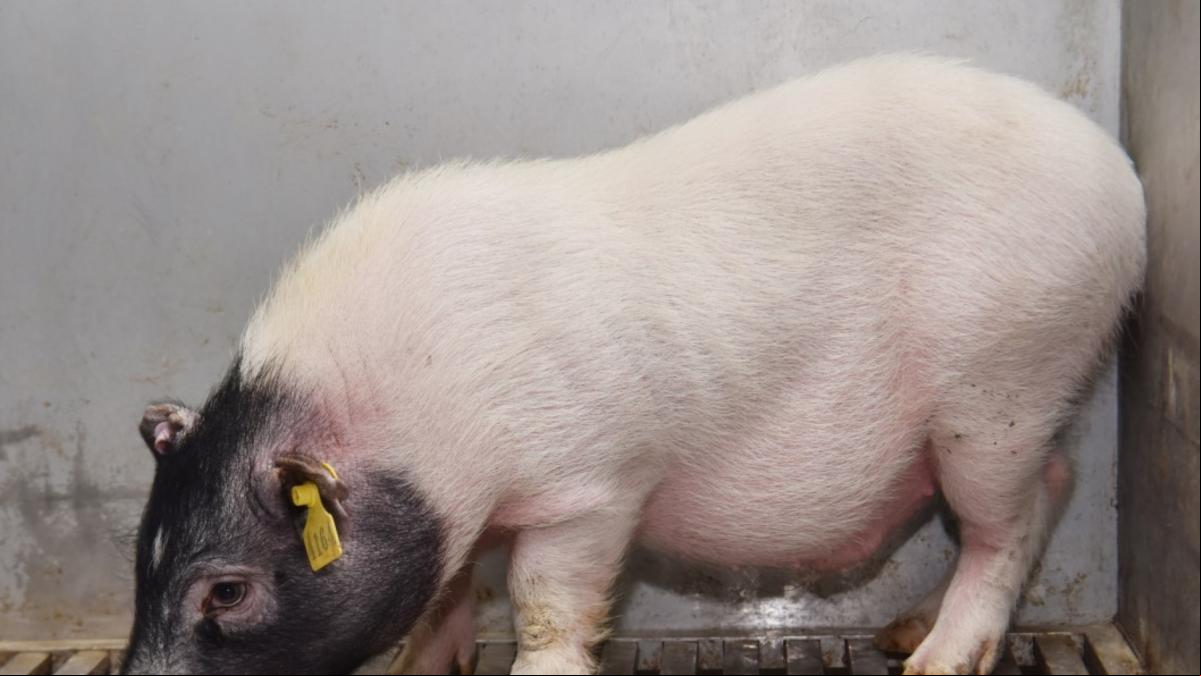 Metges de la Xina fan el primer trasplantament de fetge de porc a un humà