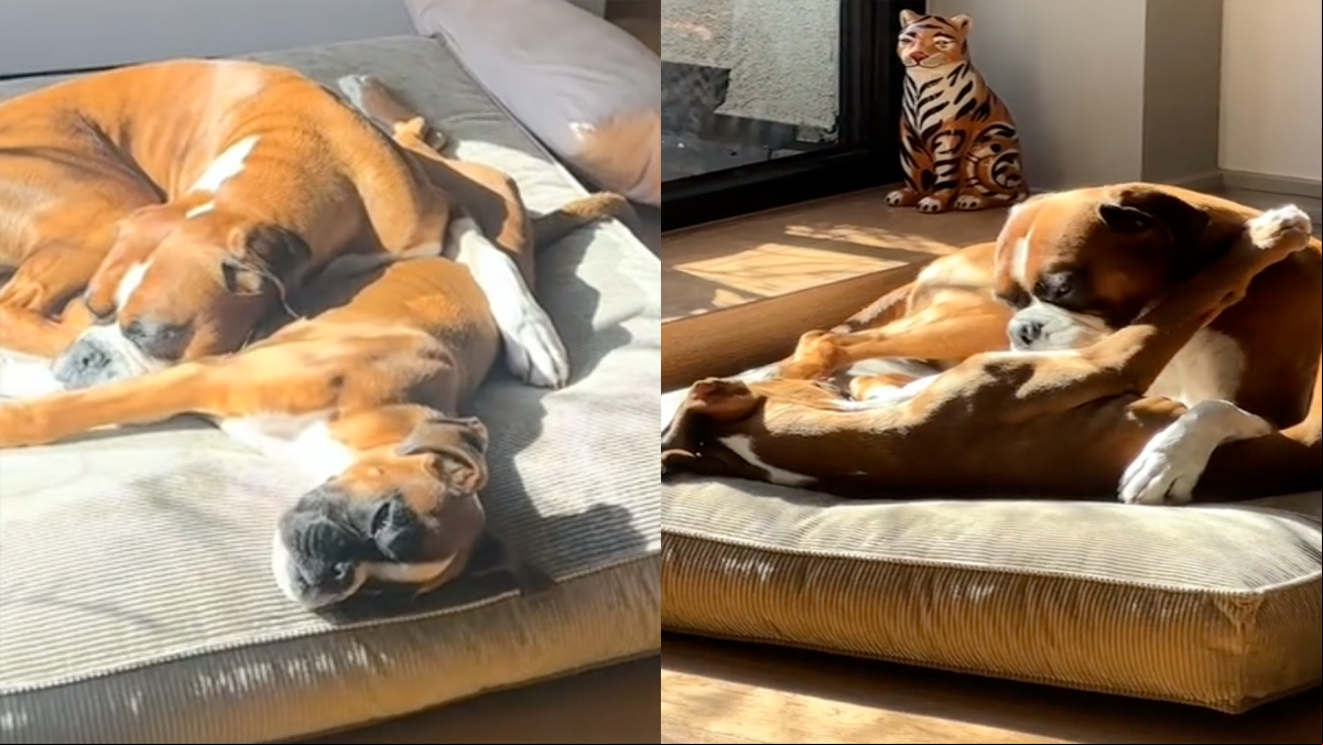 Le dan a su boxer un hermano pequeño y enternece con la relación que tienen: “Es la mejor decisión que hemos tomado”