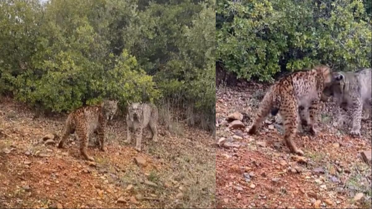 Graban a dos linces ibéricos peleando a cabezazos en Ciudad Real: “Que alguien les explique que no son cabras”