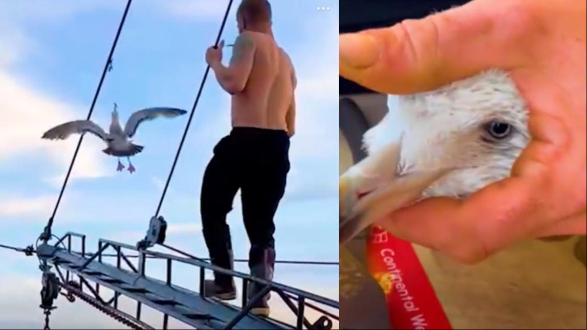 Rescata a una gaviota que ha quedado atrapada y colgando de un anzuelo a punto de ser atacada por tiburones: “¡Gracias por salvarla!”