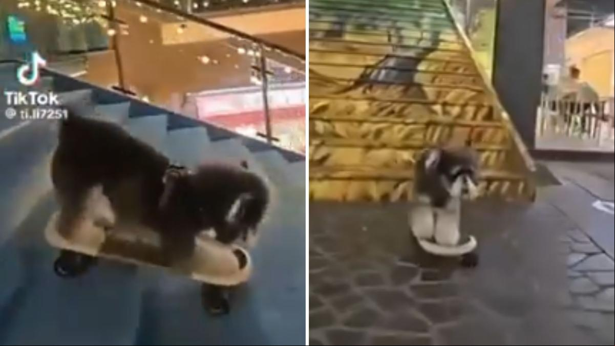 La sorprendente habilidad de un cachorro de Schnauzer para montar en monopatín: “Es muy bueno”
