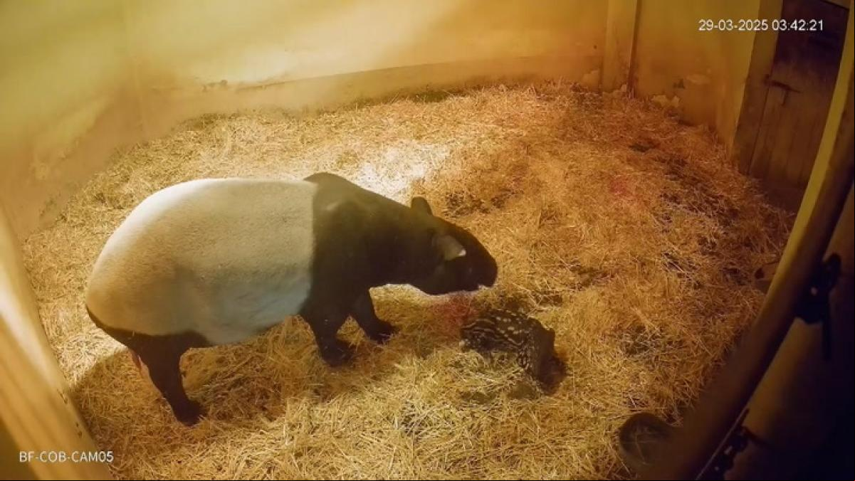 Nace el primer tapir malayo en España en Bioparc Fuengirola