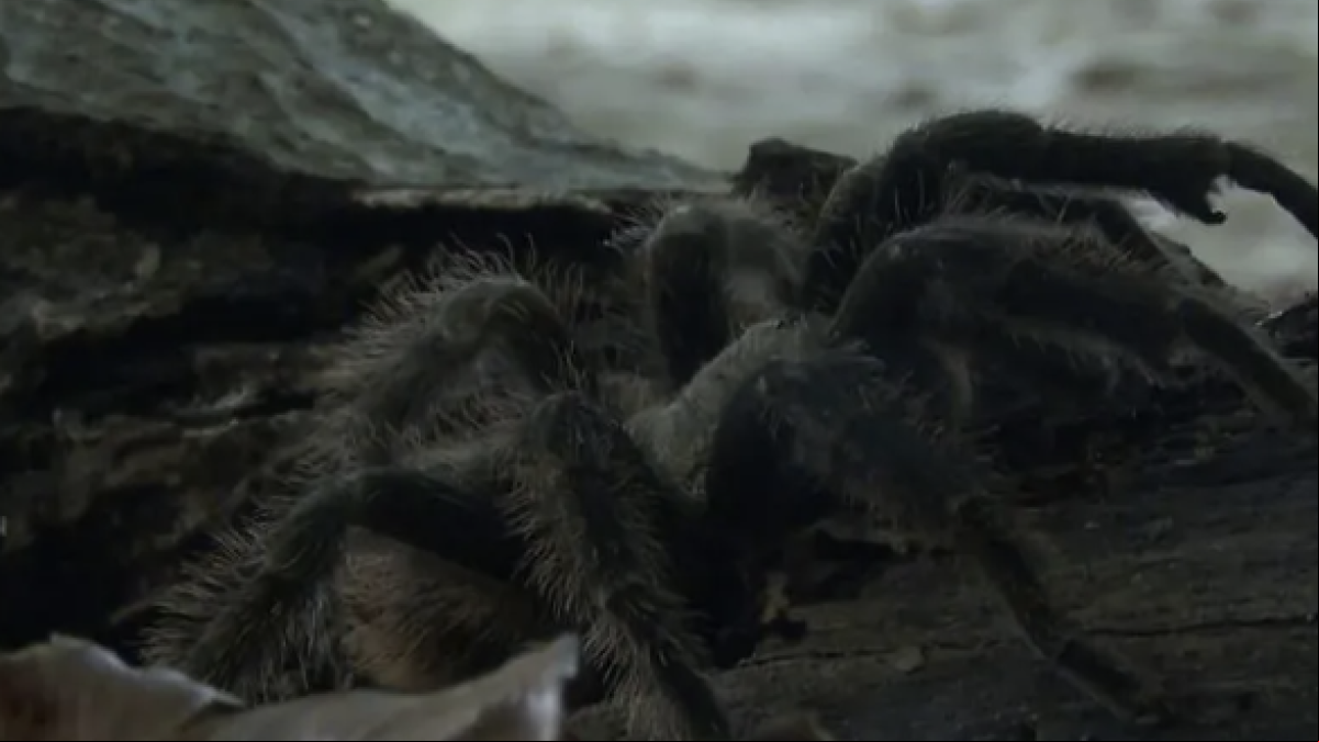 Una tarántula gigante interrumpe la calma de Supervivientes y hace correr a los concursantes: “Tiene pelo y todo”