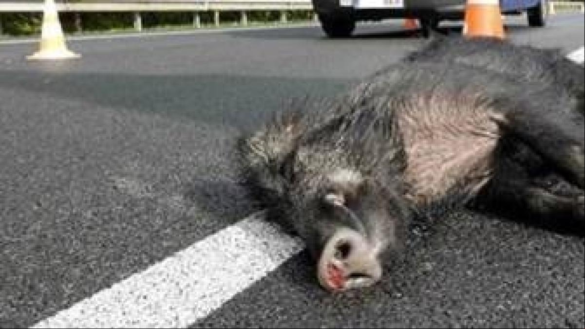 Los accidentes de tráfico por chocar con un animal crecen un 145% en los últimos diez años