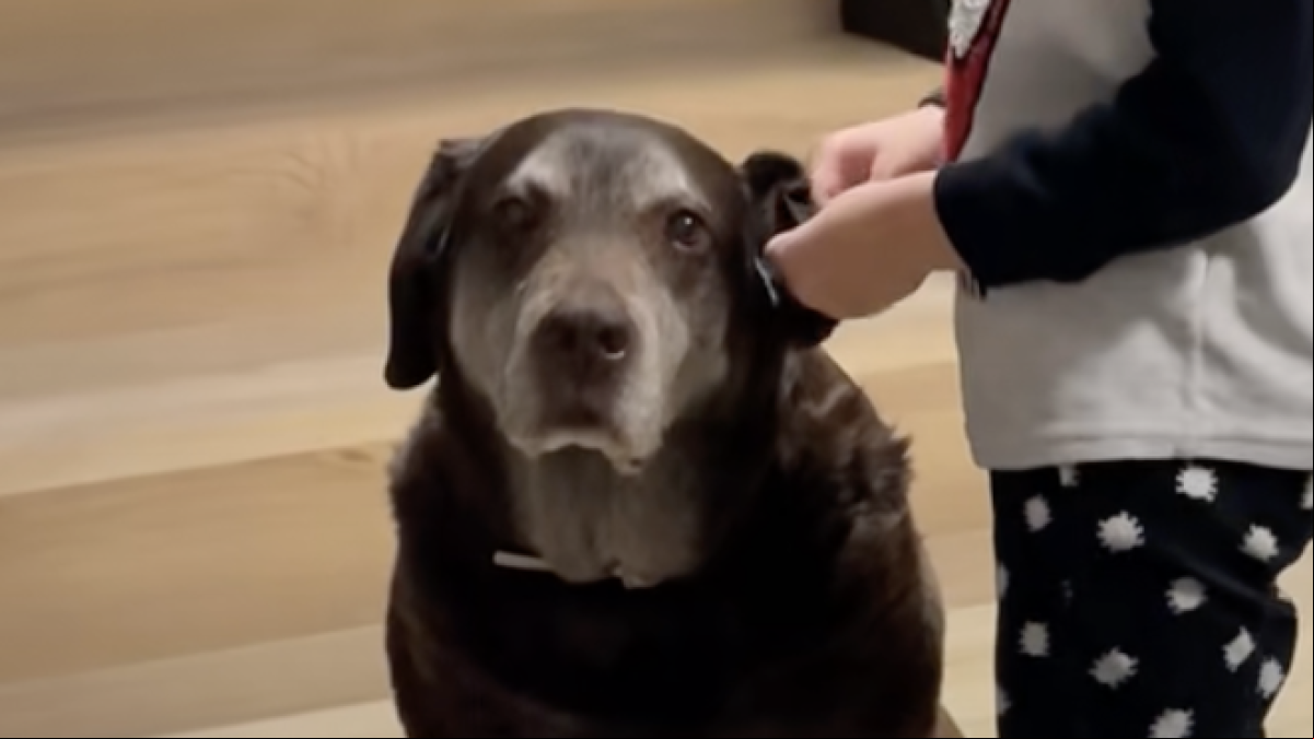 La tierna reflexión de un niño sobre la edad de su labrador es un disparo al corazón: “Nunca será suficiente”