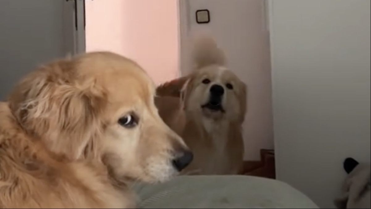 El infalible despertador interno de un golden retriever para pedir la cena que asombra a su humana: “Sabe cuando es la hora en punto”