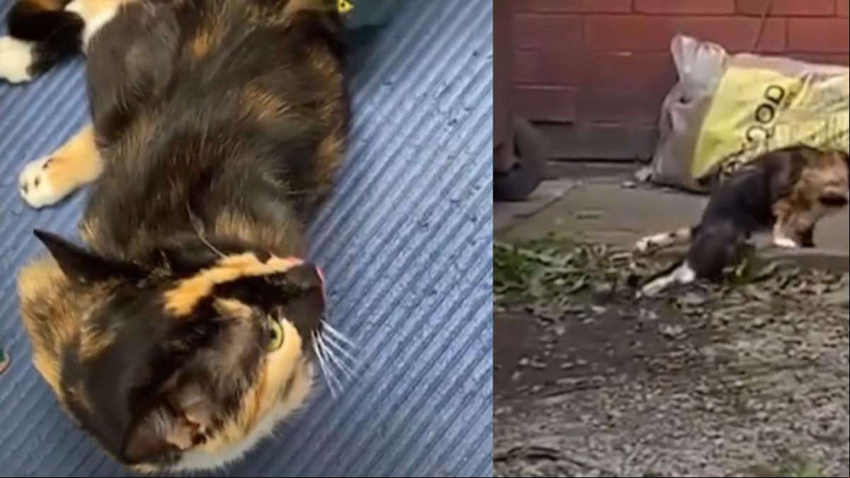 La emotiva lucha de un gato por volver a andar tras perder la movilidad de las patas traseras: “El poder del cariño”