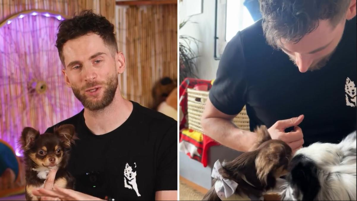 Ninja Skadi, experto canino: “Los chihuahuas son los perros más inteligentes y simpáticos del mundo”