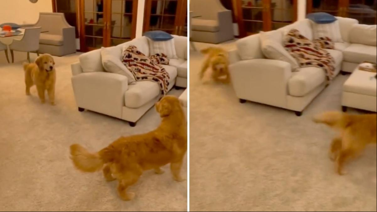 El hilarante momento en el que dos golden retriever cruzan sus miradas tras estar persiguiéndose: “Su media neurona se juntó para formar una sola”