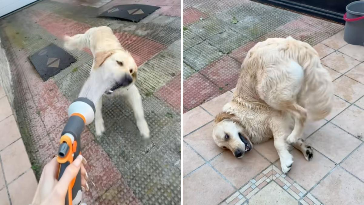 La locura que le entra a un golden retriever cuando su dueña le enseña su manguera nueva: “Al final se le reinicia Windows”