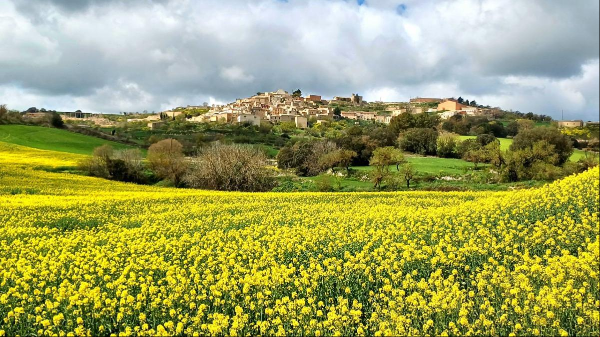 El paisaje amarillo de Montoliu de Segarra
