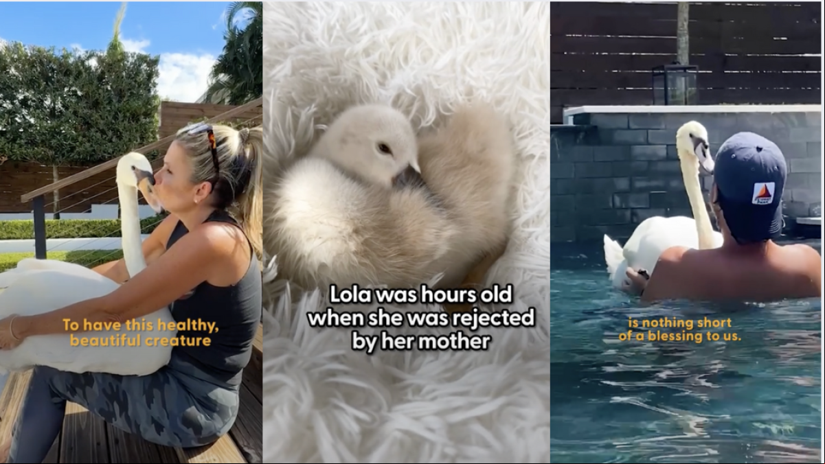 La emotiva evolución de Lola, una cisne rescatada por una pareja que adora los juegos en la piscina: “Eligió quedarse y parece tan feliz”