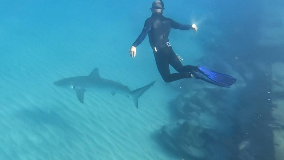 Tiburones en el Mediterráneo: buscan a un hombre tras un presunto ataque de tiburón en Israel