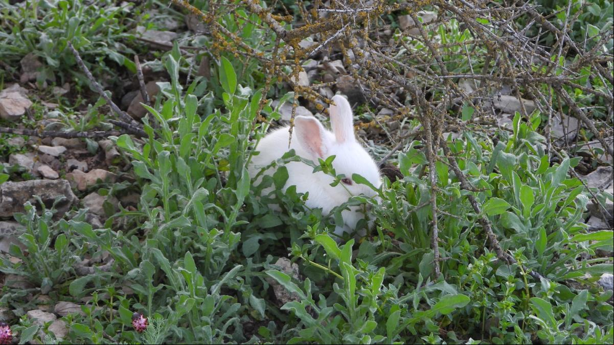 Los conejos blancos se asilvestran
