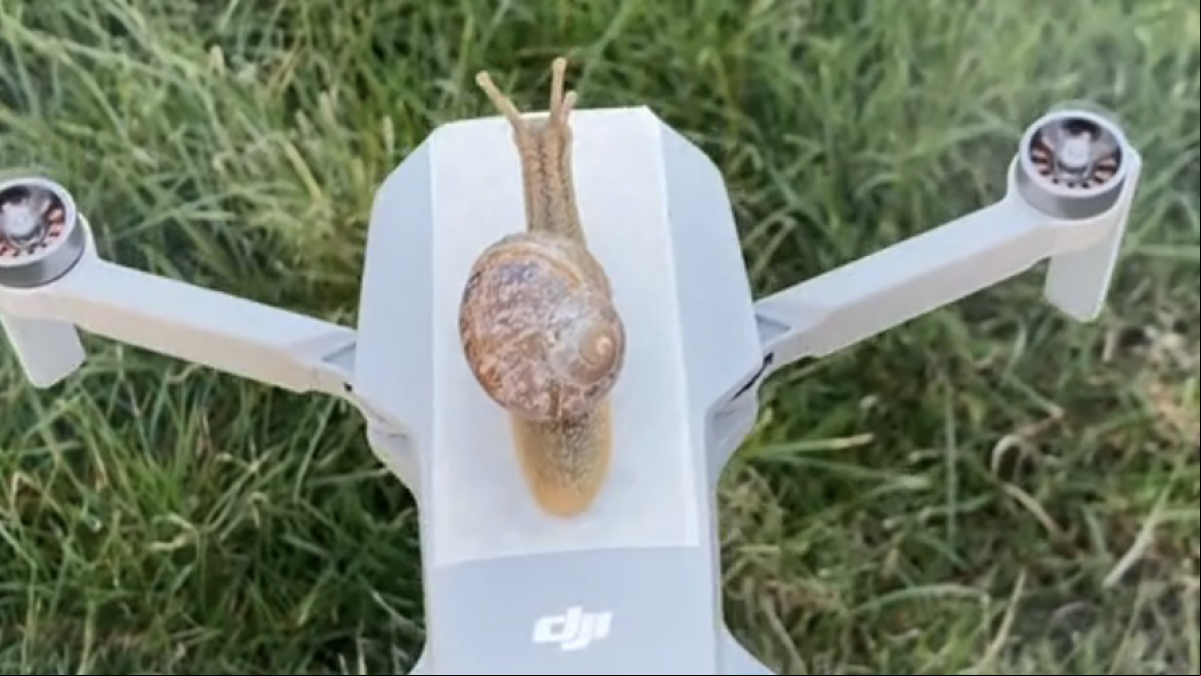 Usa un dron para que un caracol vuele y la reacción no tiene precio: “Necesito un experto para que me diga si disfruta”