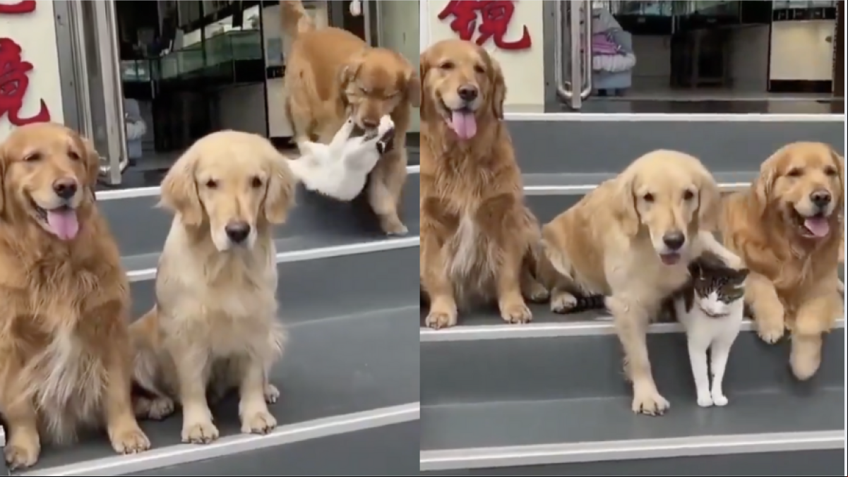El emotivo vídeo de un golden retriever que coge a su hermano gato para hacerse una foto familiar: “Creciendo con hermanos mayores”
