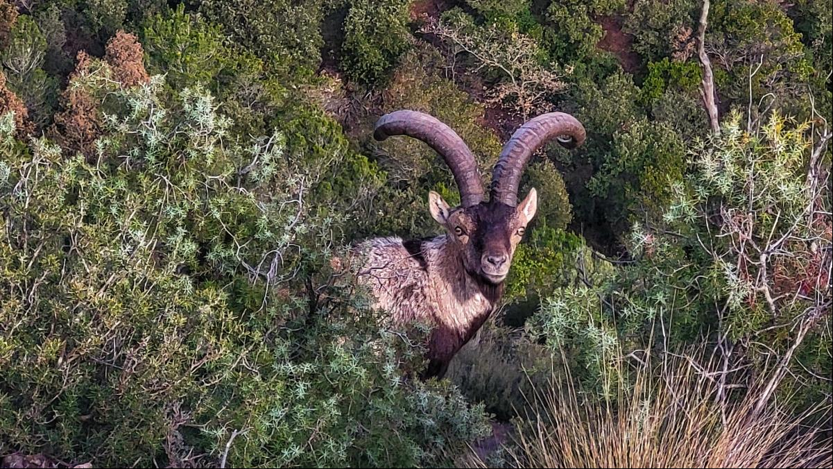Encuentros con cabras salvajes en Montserrat Encuentros con cabras salvajes en Montserrat
