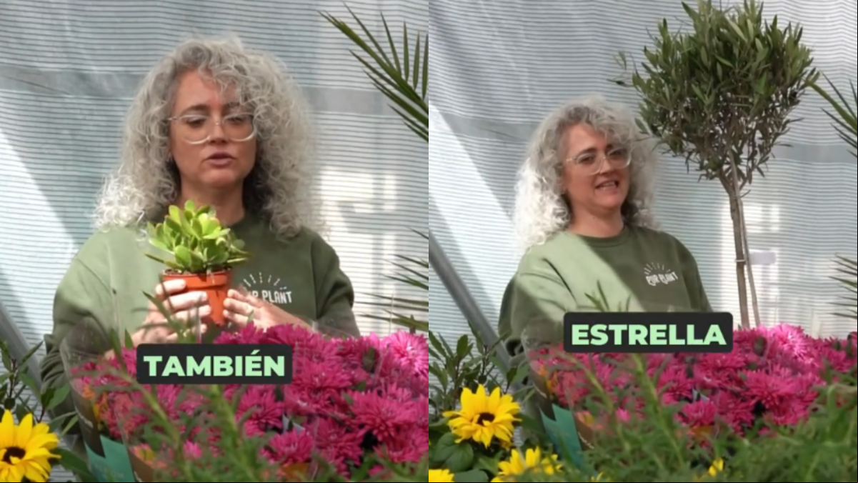 Estas son las plantas más todoterreno para la terraza si no tienes ni idea de jardinería