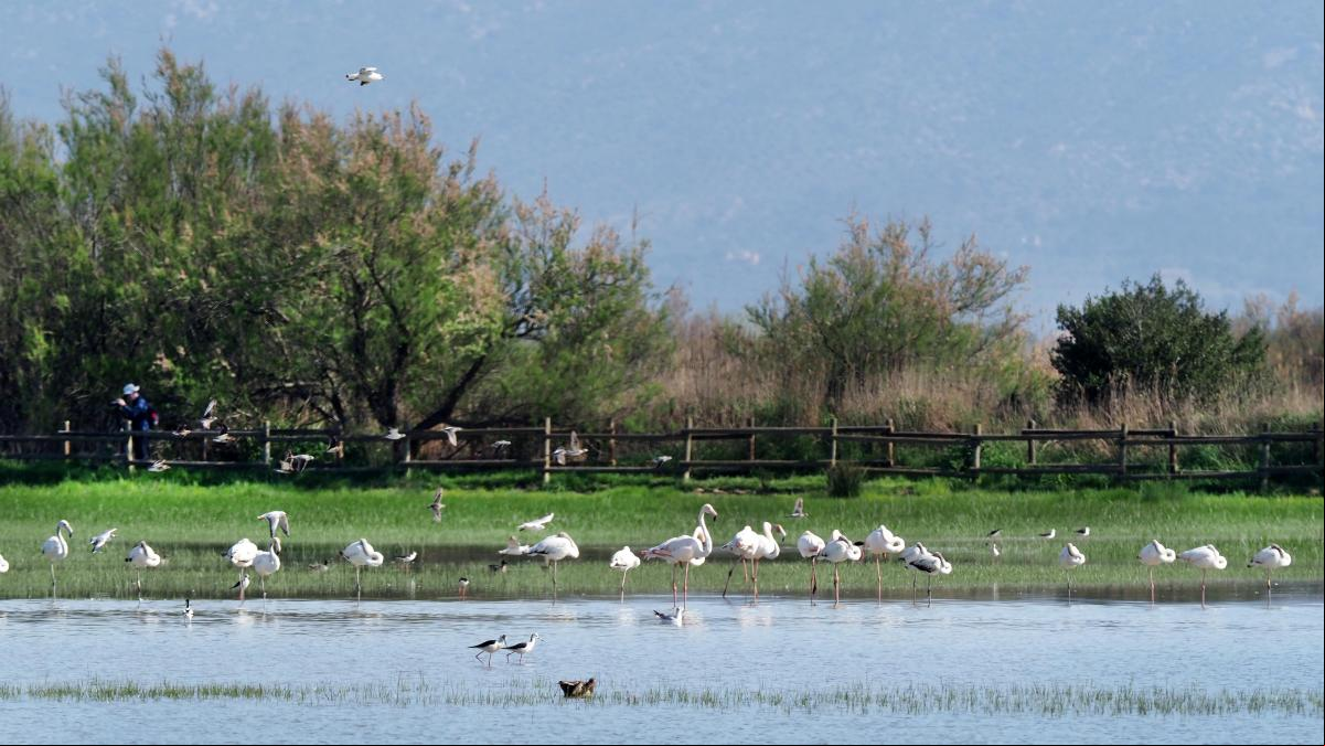Les pluges reverdeixen el sec paisatge del Cap de Creus i els Aiguamolls