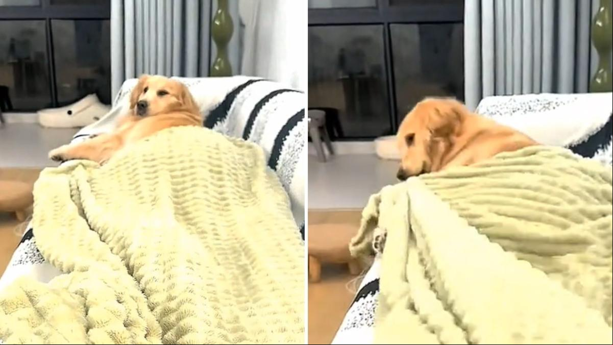 La hilarante forma en la que un golden retriever pelea para que no le quiten su manta: “Qué falta de respeto con el dueño de la casa”