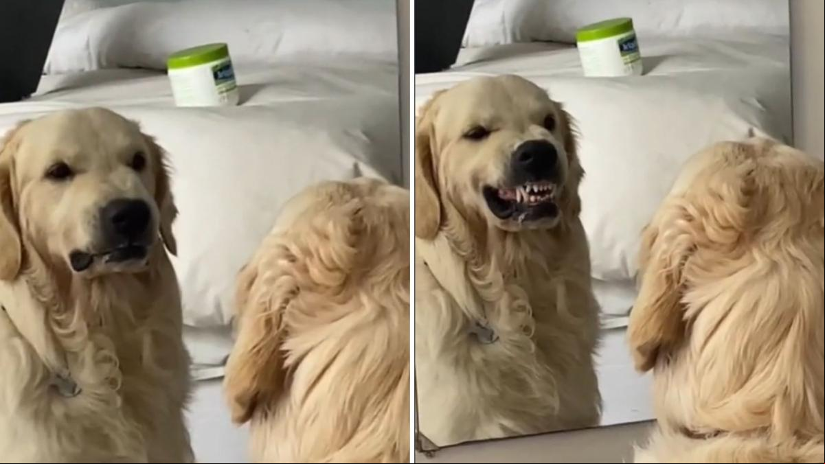 Las hilarantes caras que pone un golden retriever cuando se mira en el espejo: “Está practicando sus habilidades de intimidar”
