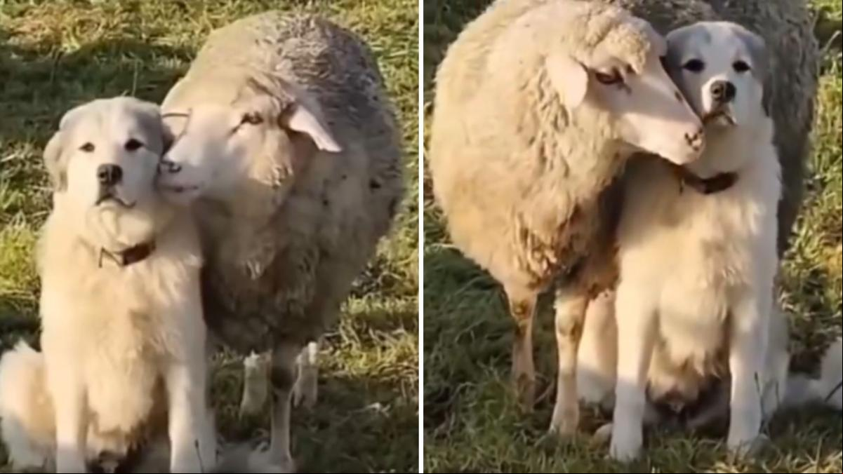 La curiosa escena entre un labrador retriever y una oveja que ha vuelto loca a la gente: “Qué sobona”