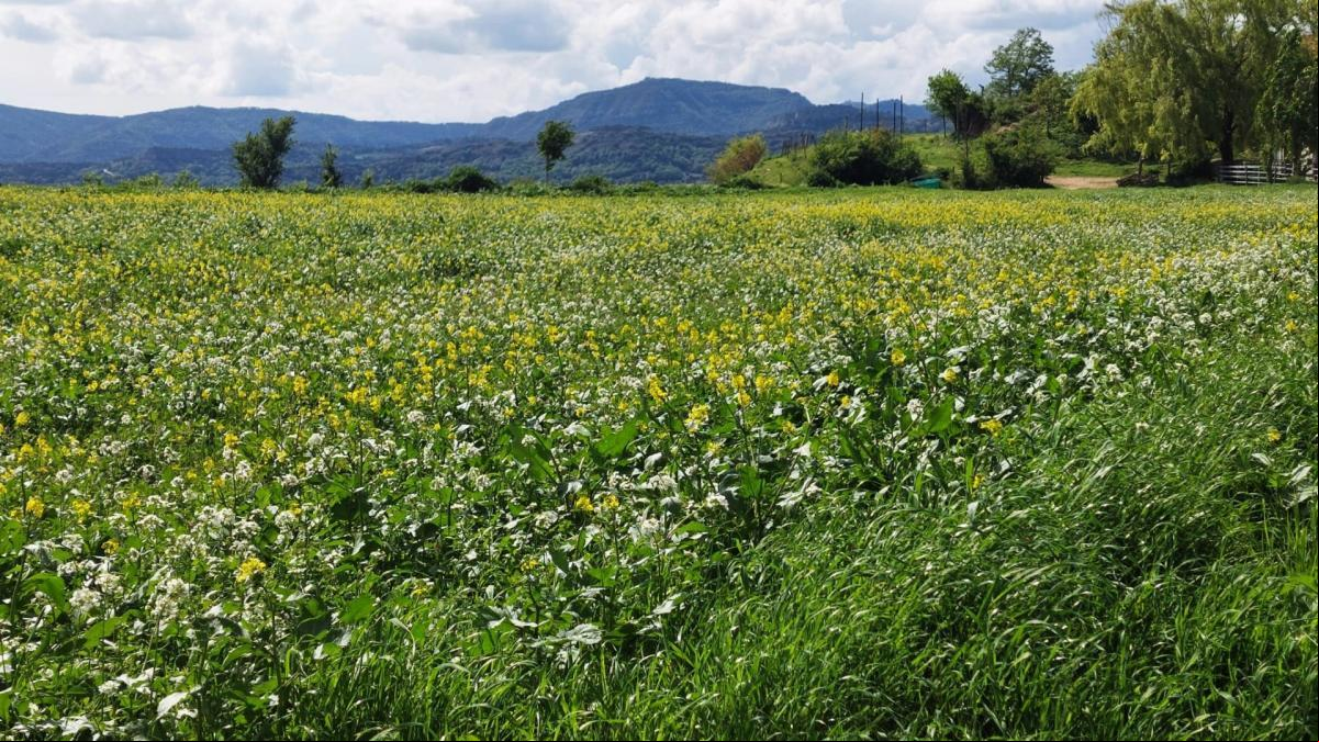 El dúo floral de la primavera