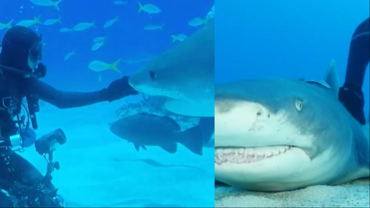 La increíble amistad entre un tiburón de las Bahamas y el cuidador que lo salvó: “Es como si fuera un labrador gigante”