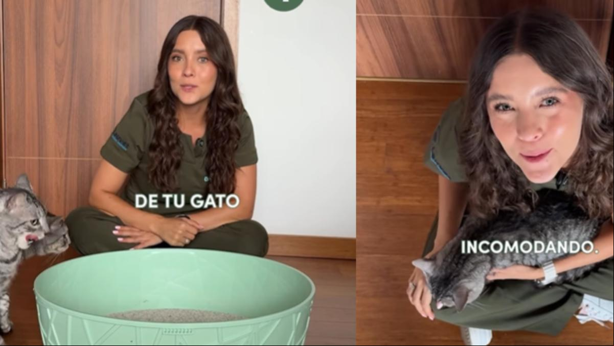 Laura Londoño, veterinaria: “¿Estás cansado de que tu gato orine fuera del arenero? Sigue estos consejos”