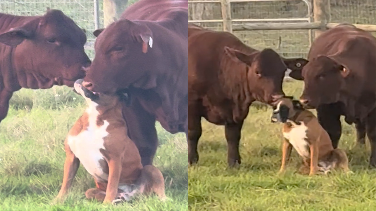 El tierno momento en que un boxer se deja dar besos infinitos por dos vacas: “No le digáis que es adoptado”
