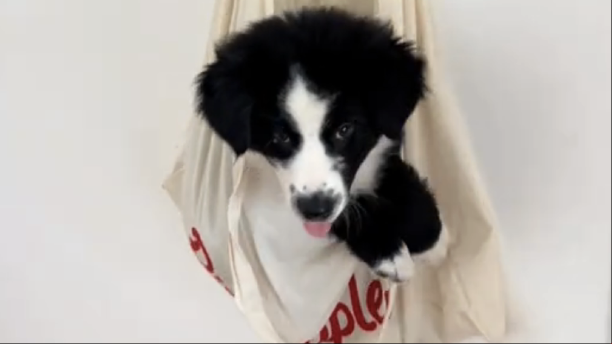 El método radical que tienen que emplear en casa para poder limpiar sin que su border collie les interrumpa: “El mío ni con eso se queda tranquilo”